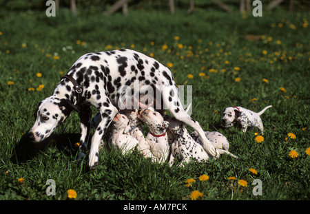 Young dalmatian dog in grassland, eleven puppies Stock Photo