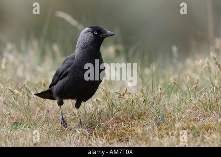 Jackdaw ( Corvus monedula ) Stock Photo