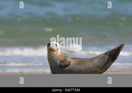 Common Seal ( Phoca vitulina ) Stock Photo