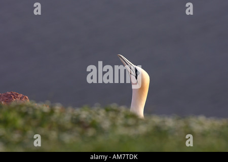 Gannet ( Morus bassanus Sula bassana ) Stock Photo