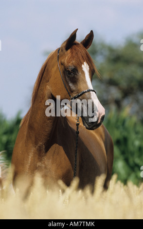 Arabian Horse (Equus caballus), portrait of a brown mare Stock Photo