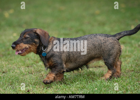 Wire-haired dachshund Stock Photo