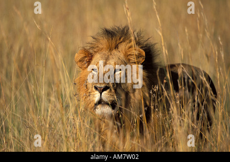 Lion Male Panthera Leo watching prey Masai Mara Kenya Stock Photo - Alamy
