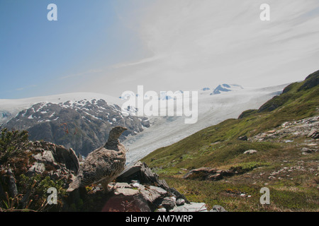 Female Ptarmigan, in summer plumage, Lagopus mutus, Harding Icefild, Kenai Peninsula, Alaska, USA