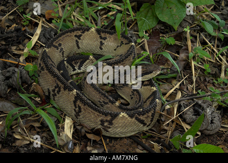 Bushmaster Snake Lachesis stenophrys Costa Rica Stock Photo