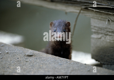 American Mink (Mustela vison), Portrait of Mink. Stock Photo