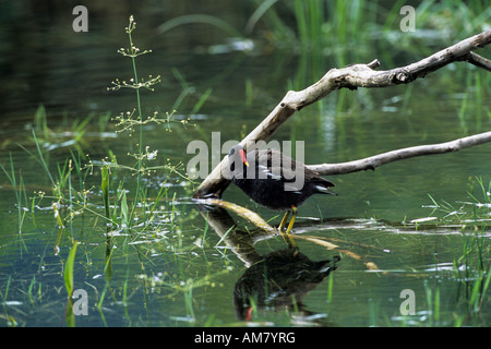 Moorhen (Gallinula chloropus), Moorhen perched on branch Stock Photo