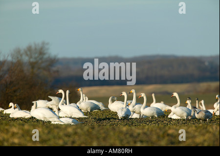 Young whooper swans (Cygnus cygnus) and mute swans (Cygnus olor)