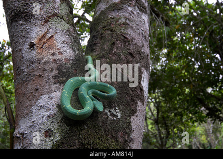 Side Striped Palm Pit Viper Snake Bothriechis lateralis  Costa Rica Stock Photo