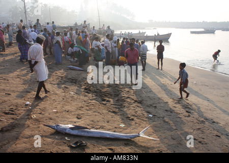 Swordfish on beach in Vizhinjam, a fishing village in the state of Kerala, southern India Stock Photo
