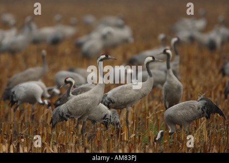 Eurasian cranes (Grus grus) on a stubblefield Stock Photo