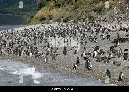 Magallenic penguin reserve on the beach at the historic Harberton Estancia ,Tierra del Fuego ,Argentina, South America Stock Photo