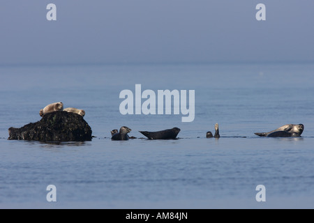 Seal (Phoca vitulina) in the flat Northern Sea Stock Photo