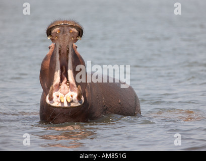Hippopotamus 'Yawning' during territorial display (Hippopotamus amphibius) Stock Photo