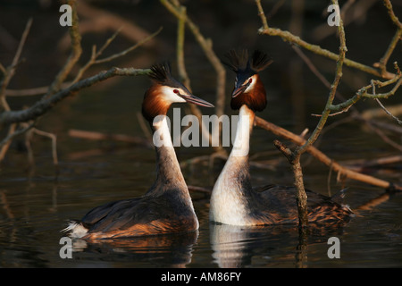 Great Crested Grebes, (Podiceps cristatus), mating