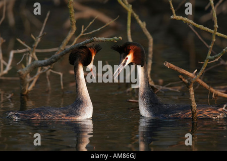 Great Crested Grebes, (Podiceps cristatus), mating