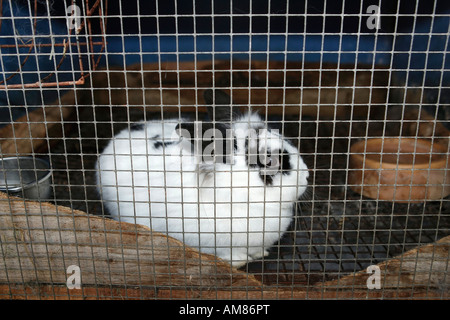 Rabbit in hutch Stock Photo