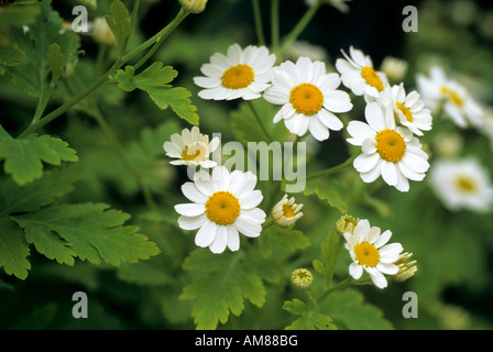 feverfew Tanacetum parthenium in flower Stock Photo