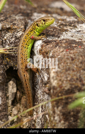 Sand Lizard (Lacerta agilis) male Stock Photo