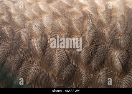 Feather of a eurasian griffon (Gyps fulvus) captive Stock Photo