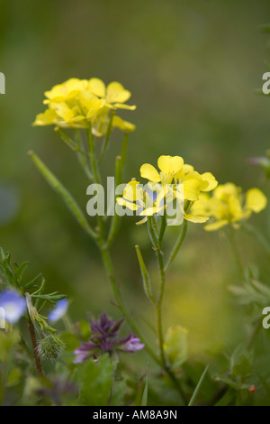 charlock Sinapis arvensis in flower Stock Photo