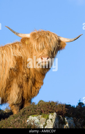Highland cow standing on a heather moor on the Isle of Skye, West Highlands of Scotland Stock Photo