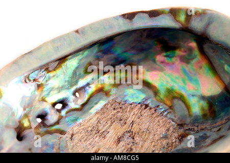 Paua shell, abalone Stock Photo