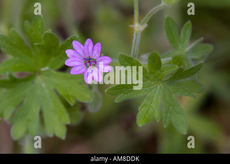 hedgerow cranesbill Geranium pyrenaicum in flower Stock Photo