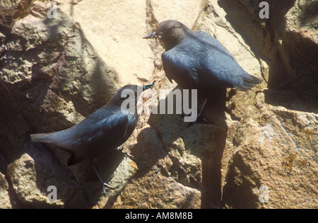 American Dippers on rock close to nest with insect food in their beaks Stock Photo