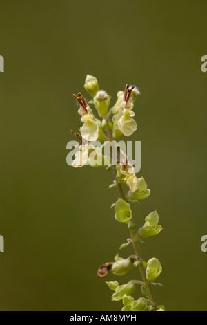 wood sage Teucrium scorodonia Stock Photo