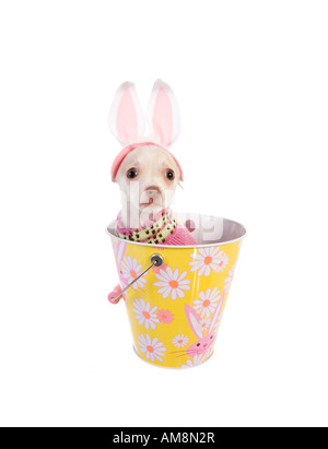 Cute Easter Chihuahua Puppy wearing bunny ears inside colorful Easter bucket isolated on white background Stock Photo