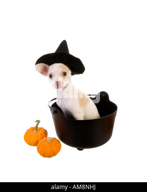 Cute Halloween Chihuahua Puppy wearing witch hat sitting inside black pot with pumpkins isolated on white Stock Photo