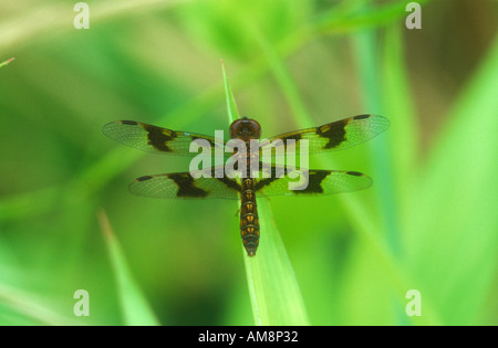 Eastern Amberwing female dragonfly Stock Photo