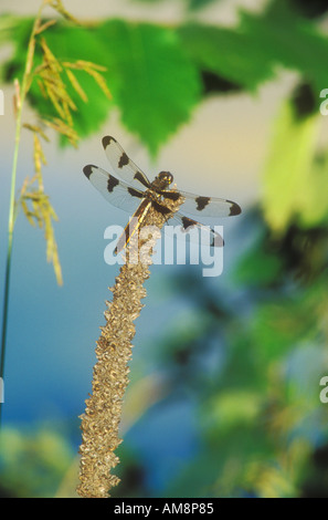 Twelve Spot Skimmer female dragonfly Stock Photo