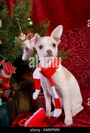 Cute Christmas Chihuahua Puppy under Christmas tree wearing red and white scarf on red velvet background Stock Photo