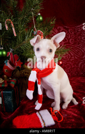 Cute Christmas Chihuahua Puppy under Christmas tree wearing red and white scarf on red velvet background Stock Photo