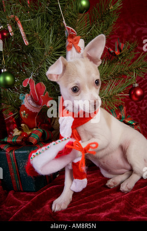 Cute Christmas Chihuahua Puppy under Christmas tree wearing red and white scarf on red velvet background Stock Photo