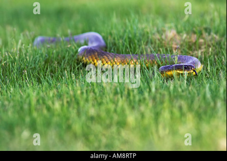 Western Tiger Snake (Notechis scutatus, an elapid) with tongue out at Herdsman Lake, Perth, Western Australia. Stock Photo