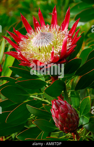 A King Protea Protea Cynaroides also known as King Sugarbush is in full bloom in November on Maui Hawaii USA Stock Photo