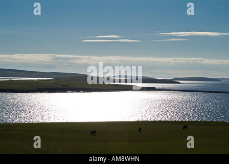 dh Beef Cattle ANIMALS UK Aberdeen Angus Beef cows and Scapa Flow Stock Photo