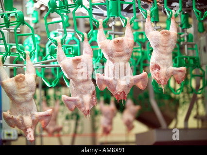 Chicken Carcass Hanging On Hooks Processing Stock Photo 1059726053