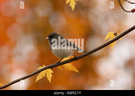 Dark-eyed Junco perched on branch Stock Photo