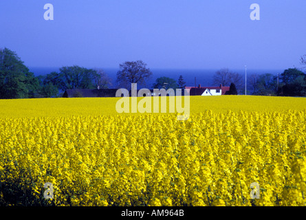 Mustard Fields Malmo Sweden