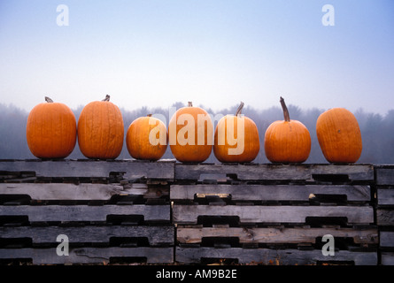 Pumpkins Stock Photo