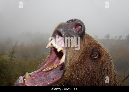 Brown bear attacking Stock Photo