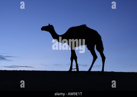 A camel is silhouetted on a sand dune in the Thar Desert in Rajasthan, India. Stock Photo