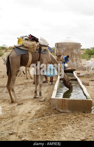 Camels drink from a trough in the Thar Desert, in Rajasthan, India. Stock Photo