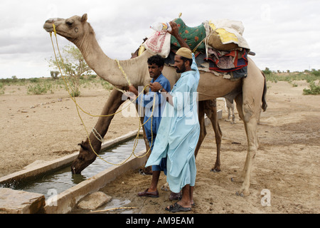 Two experienced camel guides let their camels drink from a trough ahead of a camel safari in the Thar Desert, Rajastan, India. Stock Photo