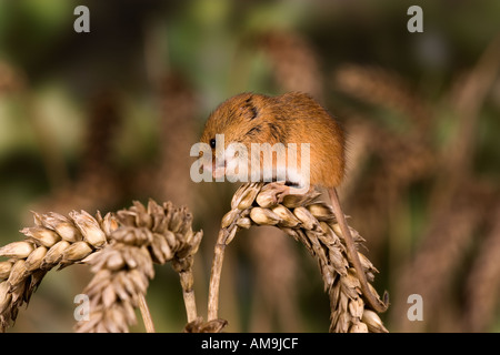 Harvest mouse Micromys minutus Using prehensile tail to hang on wheat ear potton bedfordshire Stock Photo