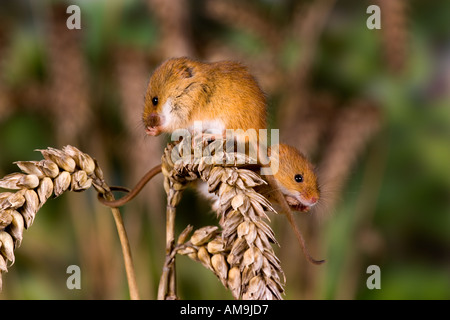 Harvest mouse Micromys minutus Two mice on Wheat ear feeding potton bedfordshire Stock Photo